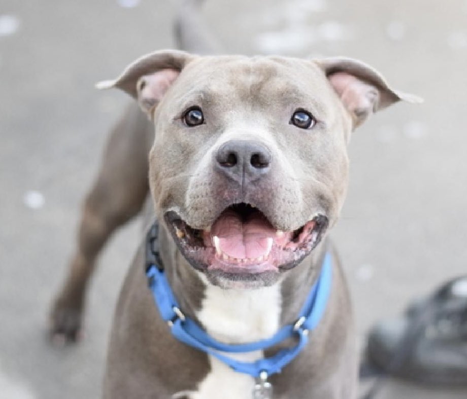 @NYCACC @DonnaLupardo @MichelleHinchey @ASPCA @HumaneSociety @SenatorHinchey 5. Please send an email w/BROOKLYN’s pix to the Agriculture Committee Chairs in the NY Assembly & Senate, & tell them how he was cruelly killed while his cancer stricken human lay in the hospital, & make sure to tell them to add #SARA to the committee agenda & let it be voted on!