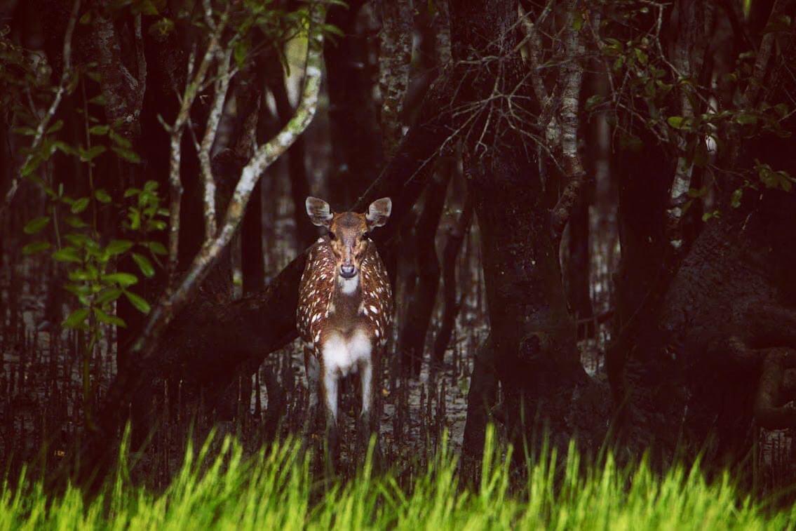 #Cheetals of #Sunderbans.