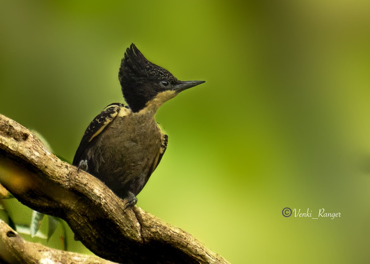 Happy morning 🐦 Heart-spotted woodpecker 🐦 Small and unique black-and-cream woodpecker. Encountered in lowland and foothill forests; favors dense wet areas with bamboo and teak, but can also be found in drier forests. #venki_Rangerphotography @tnforestdept #ThePhotoHour