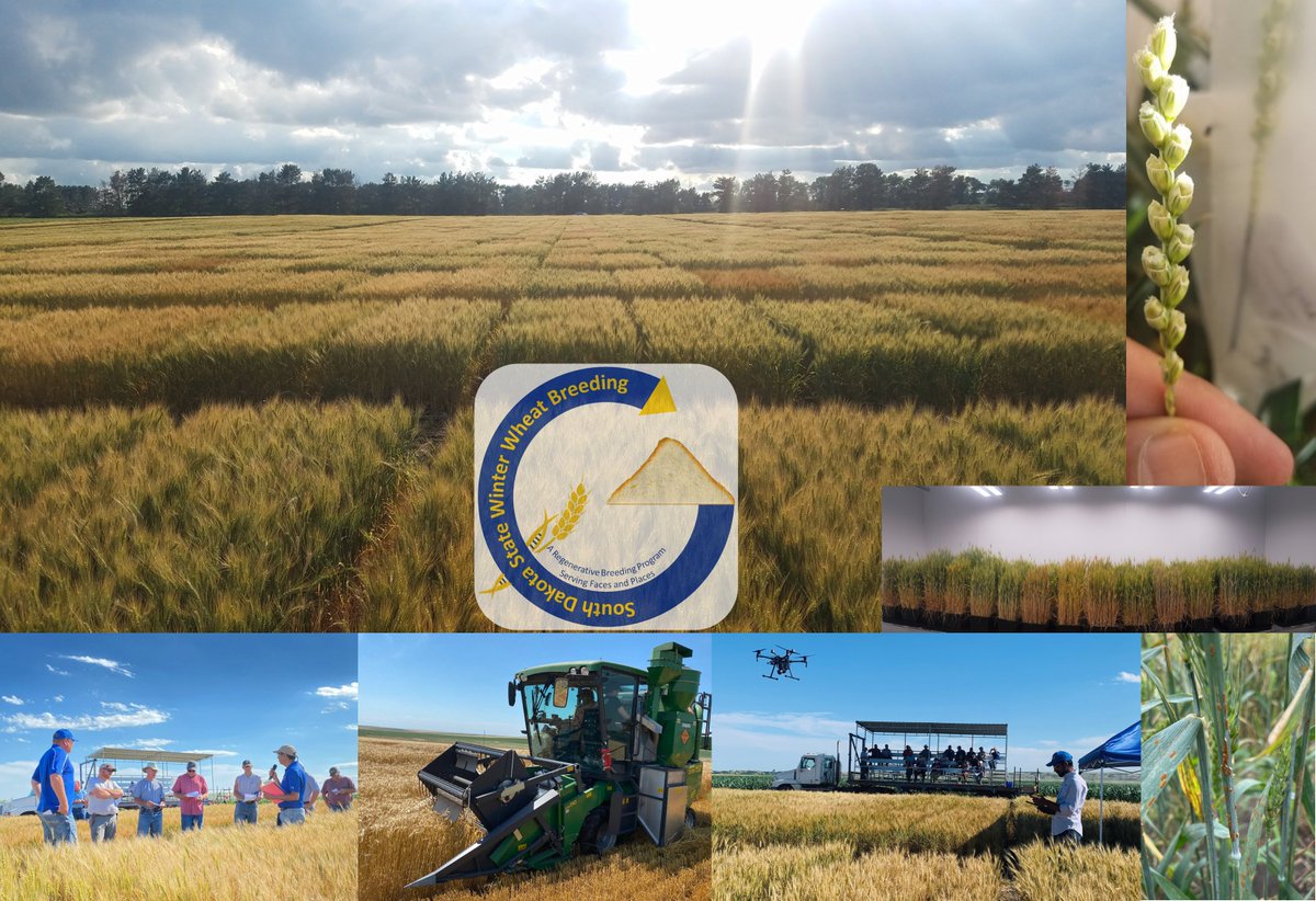 SDSU Winter Wheat Breeding (@wheatinnovation) on Twitter photo Interested in developing and implementing strategies for genomic and HTP phenomic selection in a winter wheat breeding program. We have a Postdoctoral Research Associate position open.
Send your CV to sunish.sehgal@sdstate.edu by March 30, 2024
Please RT <a href="/GrainGenes/">GrainGenes</a> <a href="/IWYP_wheat/">IWYP</a> Interested in developing and implementing strategies for genomic and HTP phenomic selection in a winter wheat breeding program. We have a Postdoctoral Research Associate position open.
Send your CV to sunish.sehgal@sdstate.edu by March 30, 2024
Please RT <a href="/GrainGenes/">GrainGenes</a> <a href="/IWYP_wheat/">IWYP</a>