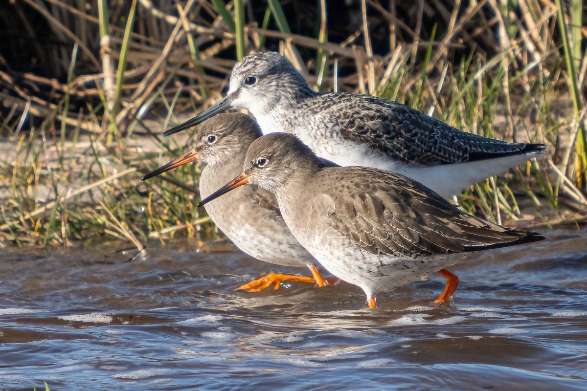 Red leading Green by a short beak in the great Shank dash.
#Birds #birdwatching #birdphotography
