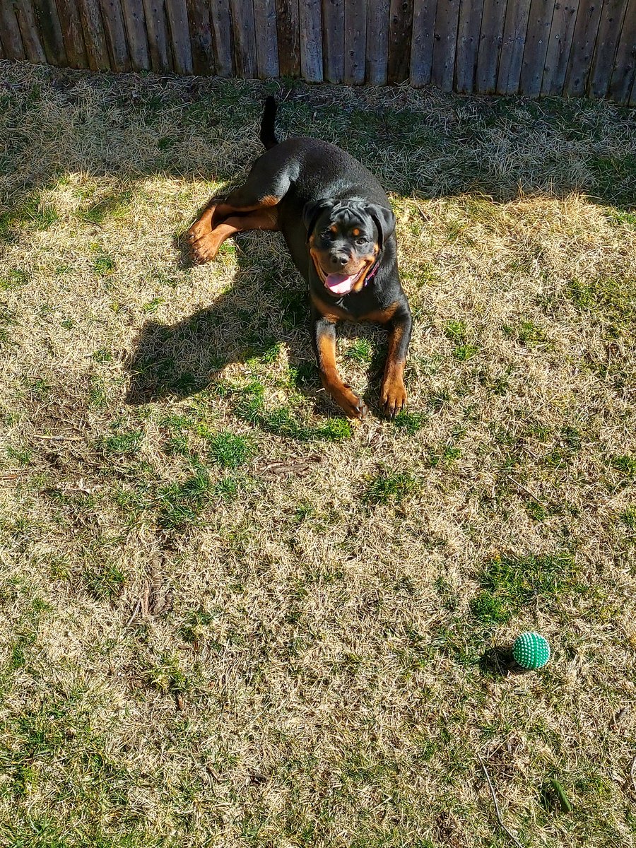 Definitely35's tweet image. There's My Gal 🩷🐾🐾🔥 #beautifulmonday💐