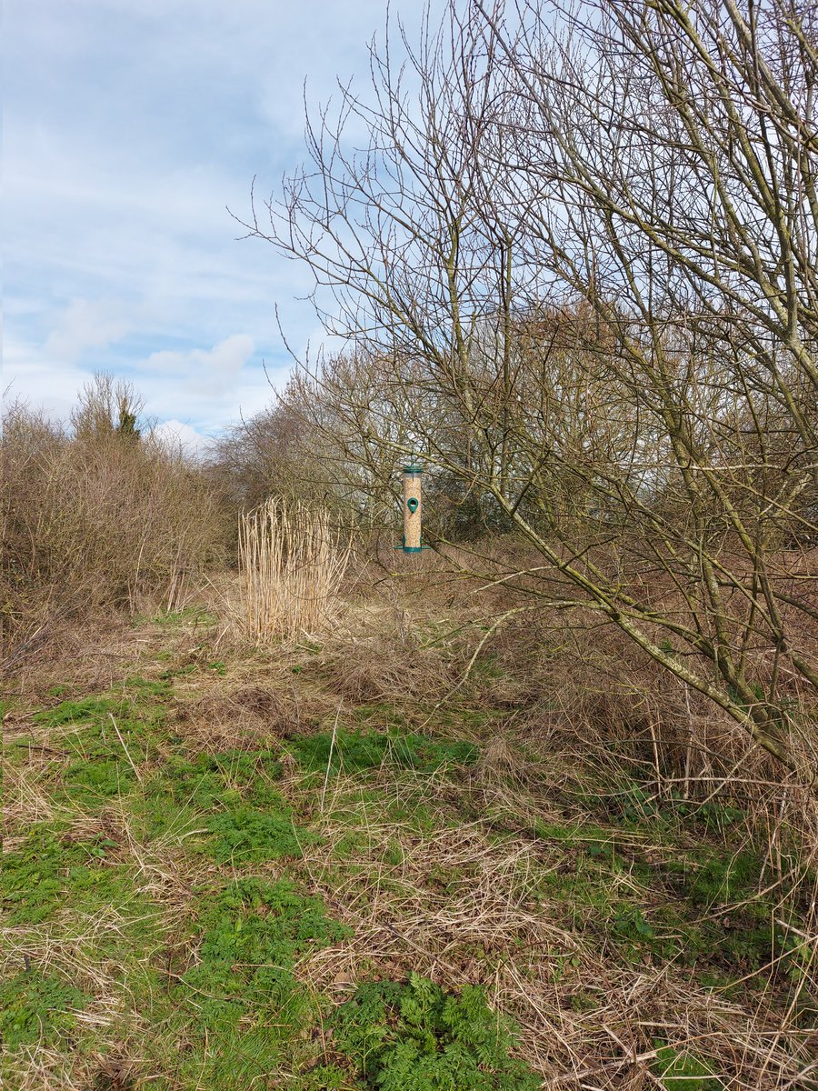 Doing my bit to bring Tree Sparrows back to South Leicestershire. Will be posting more on the Sence Corridor Tree Sparrow Project soon! #Nature #Conservation #Wildlife #Leicester #FarmlandBirds #Biodiversity #EcologicalCrisis #Birds #Birding