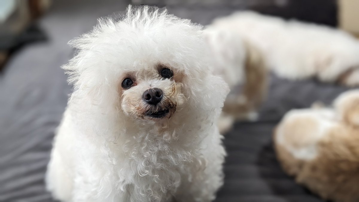 DOG BURROW OINU (@OinutheDog) / Posts / X