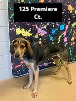 Stray intake for 3/4/24
To reclaim please come to PAWS 12-5pm Mon, Tue, Thurs, Fri or Sat or email us at pawsrescue@andersoncountysc.org
