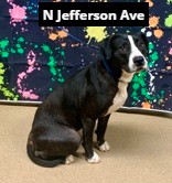 ACAS_PAWS's tweet photo. Stray intake for 3/4/24
To reclaim please come to PAWS 12-5pm Mon, Tue, Thurs, Fri or Sat or email us at pawsrescue@andersoncountysc.org https://t.co/Ma6B7sysq4