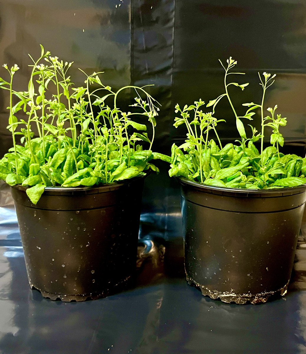 How fascinating when you love greens and then get to work with them. 
#readyfortransformation #primeediting #arabidopsis #CRISPR #phdlife #phd