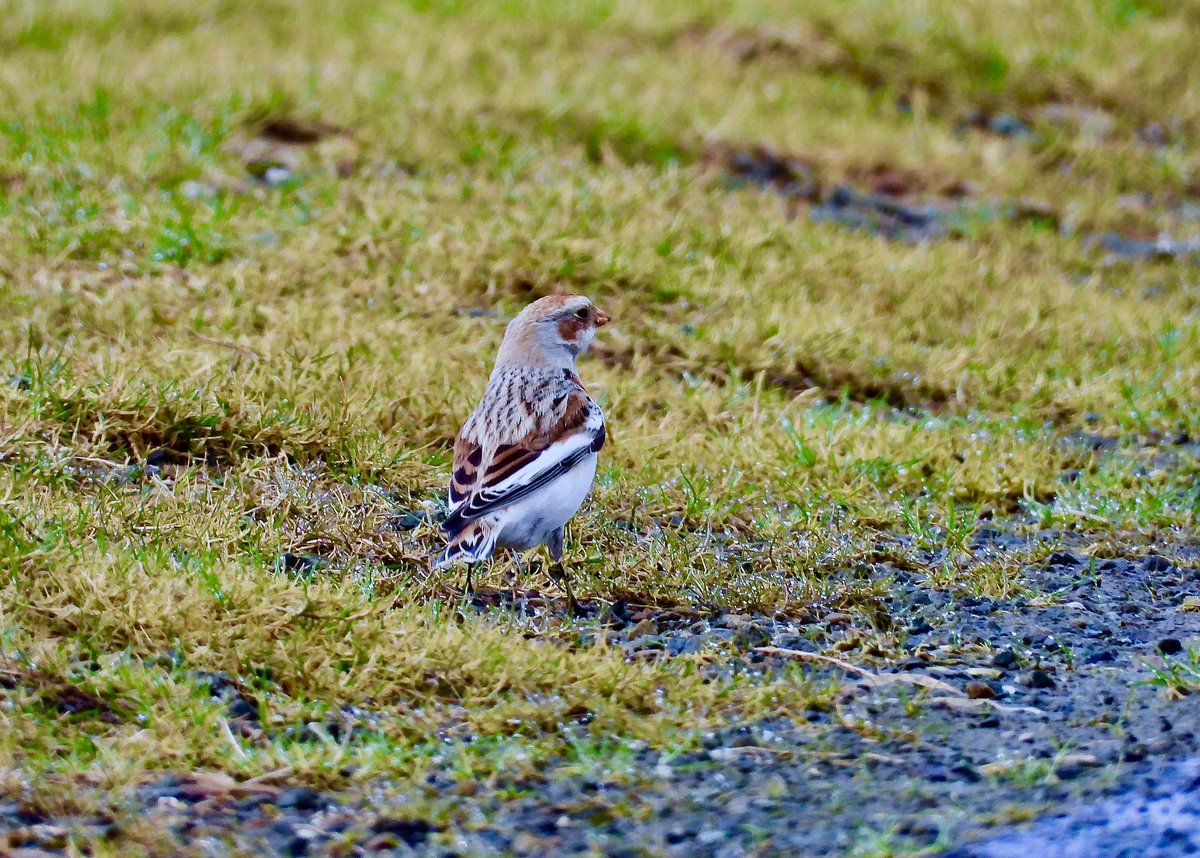 Rough legged buzzards at Rosedale with a further sighting at Farndale today and a Snow bunting by the road side @nybirdnews @teesbirds1 @DurhamBirdClub