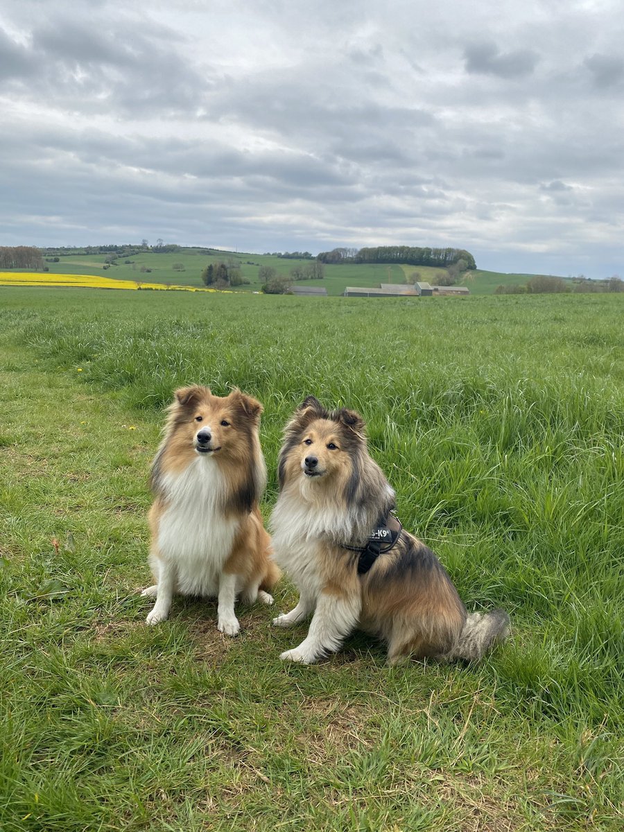 One of my favourite photos of our Woody and Fonzie taken on a walk in the beautiful #lincolnshirewolds a couple of years ago, we are back there again for a couple of days in April, one of my favourite places.