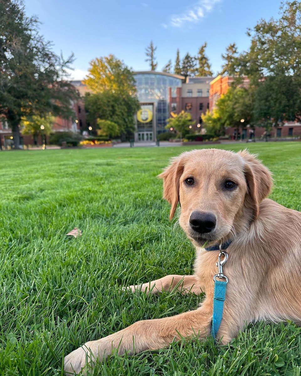 uoregon's tweet photo. How could we fur-get these #UODogs? 🐶🥹 https://t.co/4fPtcUh2xP