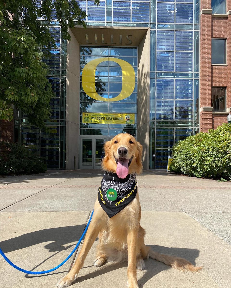 uoregon's tweet photo. How could we fur-get these #UODogs? 🐶🥹 https://t.co/4fPtcUh2xP