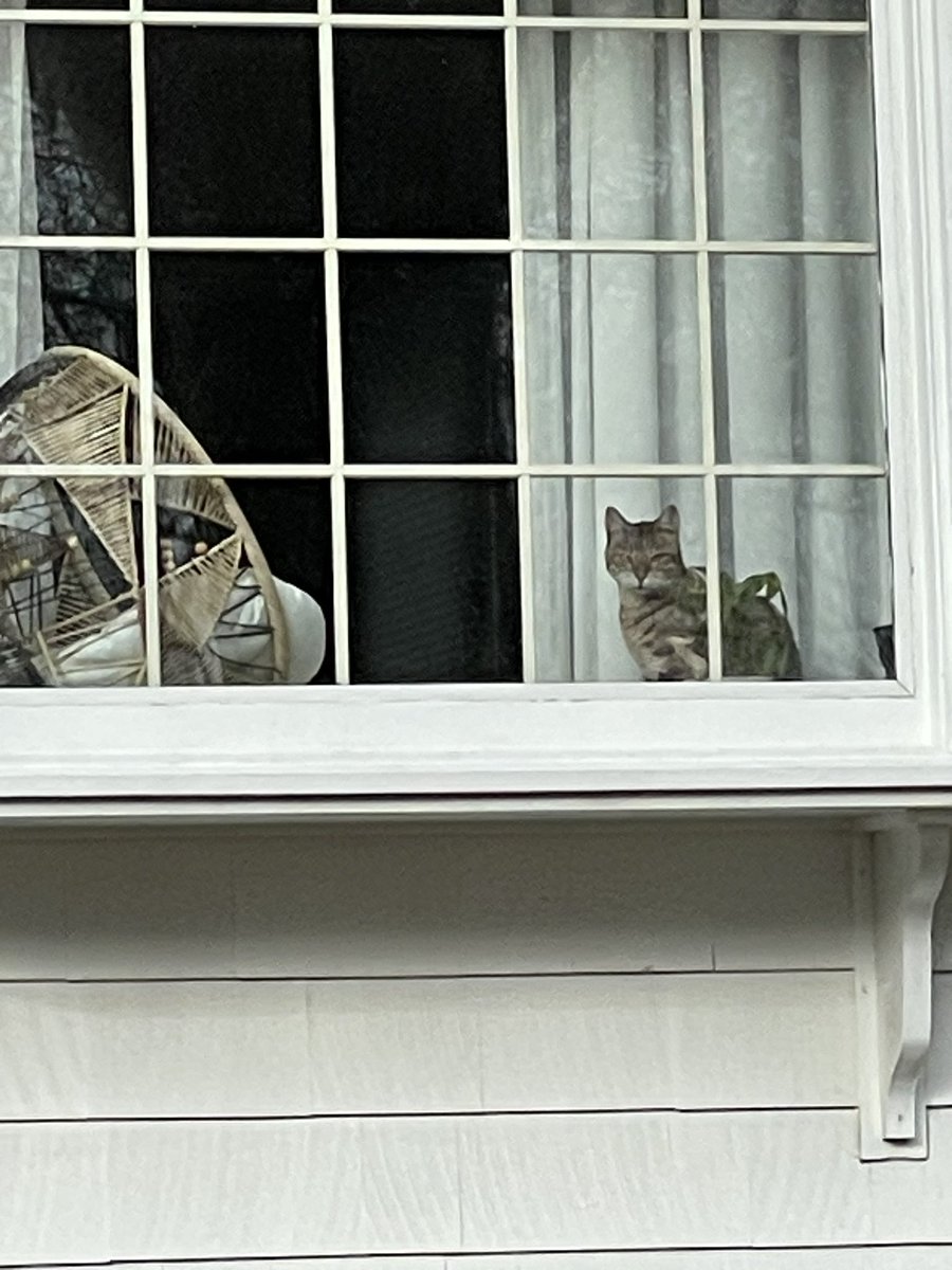 Mommy saw this baby tiger 🐯 in a house window while she took a walk today. We think this kitty looks like Pandora @BengalPandora !
