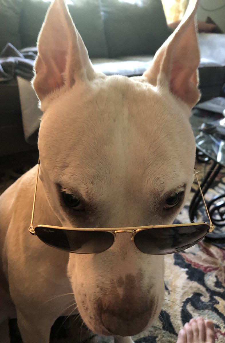 I love dogs, they truly are the best. If a Dog doesn’t like you, you are gonna know it. The same can not be said about a human. I’ll take a dogs bark and bite over a humans smile and handshake any day….at least there is honestly there. 

#Bark 🐶