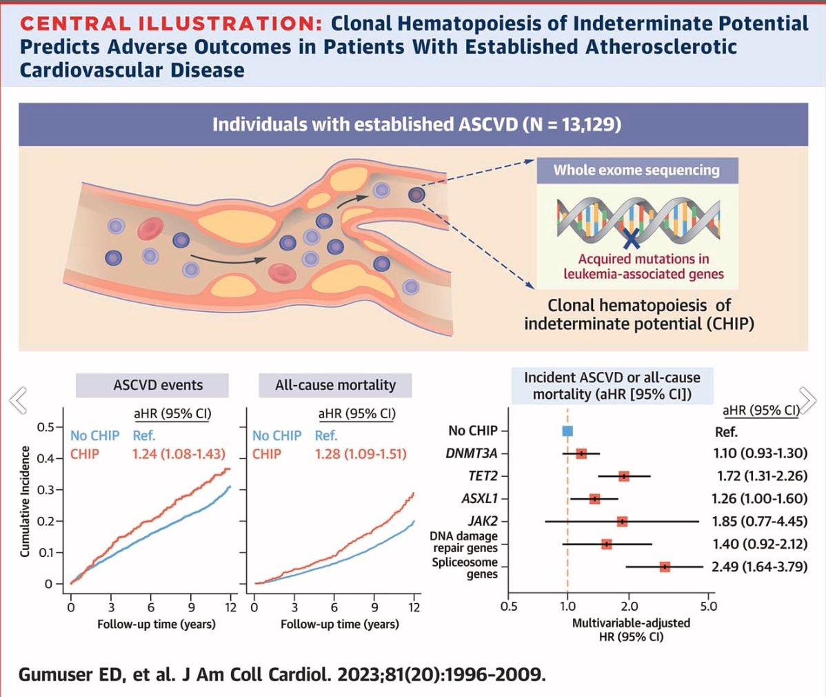 Congrats to @esradgumuser @MGHCVFellows @artschuermans @KU_Leuven whose paper on clonal hematopoiesis 🩸 🧬 and recurrent ASCVD 🫀 events was selected by Dr. Fuster as a @JACCJournals #JACC 2023 editor’s top pick! Paper: jacc.org/doi/10.1016/j.…