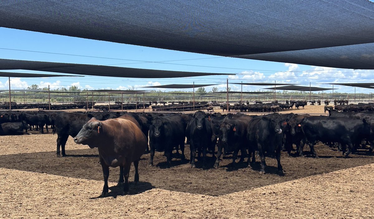 My travels in Queensland included a tour of Australia’s largest beef feedlot, Grassdale, which finishes around 4000 cattle weekly.

Feedlots receive a lot of criticism, making them crucial to my Nuffield research. 

I’ve been trying to better understand &amp; communicate their story.