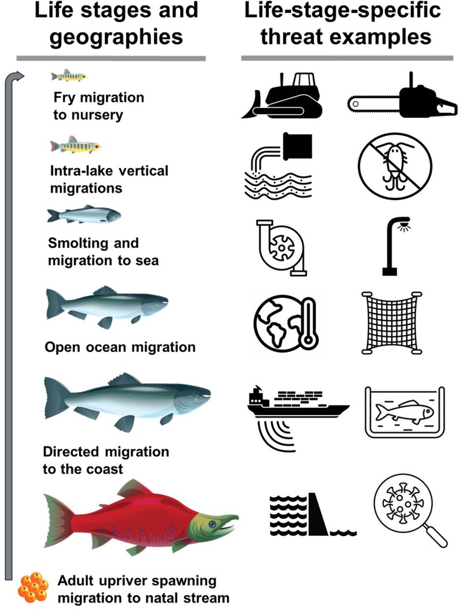 Really stoked to see this one online: we synthesized anthropogenic impacts to animal migration based on the ICUN Threat Taxonomy! We covered a broad range of taxa and 10 different threats. See the full (#OpenAccess) paper here: doi.org/10.1111/brv.13…