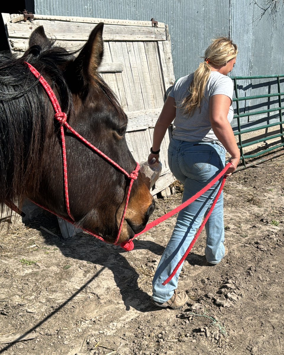FemaleRancher's tweet photo. Saddle up, friends! 🐴 This week's horse lessons brought a new challenge – mastering Greg's seemingly effortless mount. Turns out, it's a workout in disguise! 💪 Horses truly engage muscles you never knew you had. Who else agrees? 🏇🌿 #FarmLife #HorseRiding #MuscleChallenge https://t.co/yh9OosmTTn