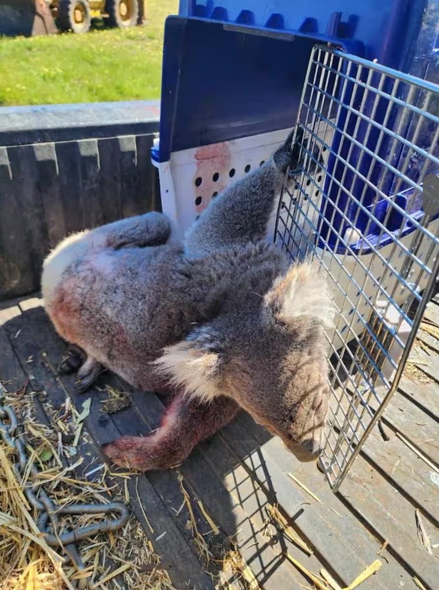 Animal Justice Party - South Australia tweet media