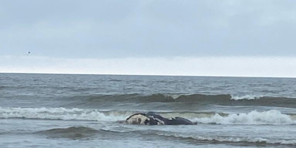NOAA Fisheries (@noaafisheries) on Twitter photo On March 3, we were notified of a dead North Atlantic right whale stranded on <a href="/CumberlandIslNP/">Cumberland Island NS</a> in Georgia. It was identified as the injured 2024 calf of right whale #1612 “Juno," first seen on January 3, 2024, with serious injuries from a vessel strike: bit.ly/3iB1282 On March 3, we were notified of a dead North Atlantic right whale stranded on <a href="/CumberlandIslNP/">Cumberland Island NS</a> in Georgia. It was identified as the injured 2024 calf of right whale #1612 “Juno," first seen on January 3, 2024, with serious injuries from a vessel strike: bit.ly/3iB1282