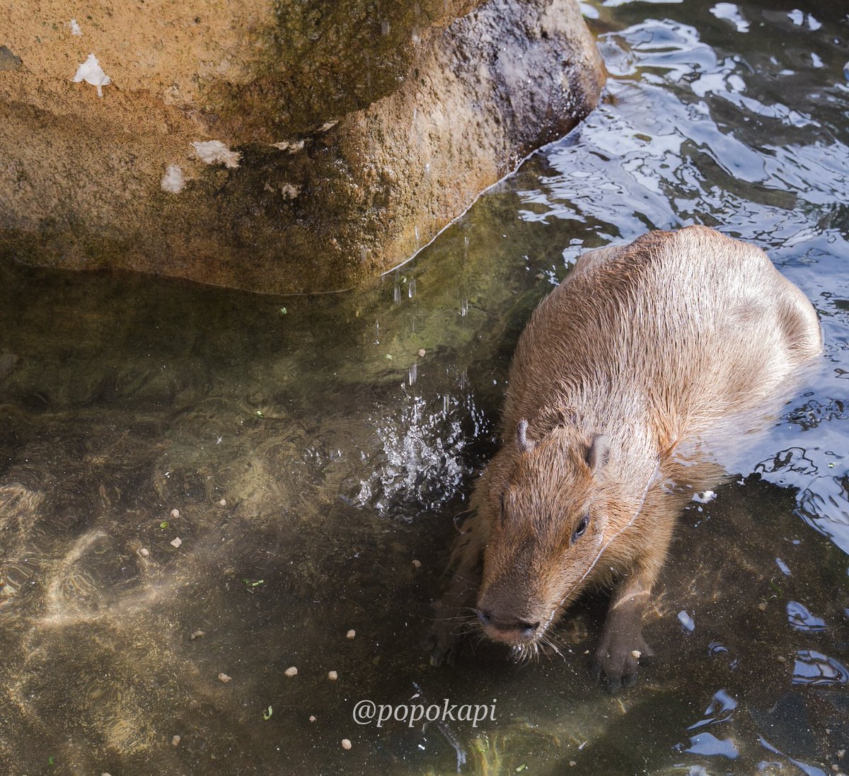 腹までつかりたい
#カピバラ #福井県 #足羽山公園遊園地 #ハピジャン