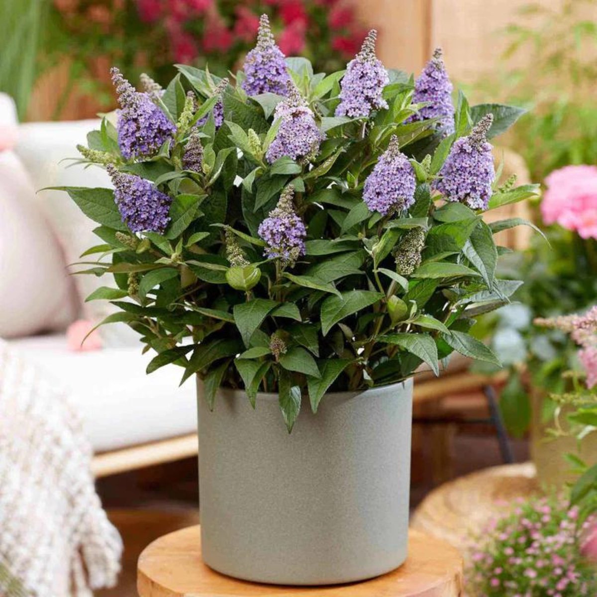 marshallsgardn's tweet image. As we gear up for spring, it&apos;s the perfect moment to prune your Buddleja back to its base. 🌸 Whether you&apos;re rejuvenating an overgrown shrub or simply tidying up for the new season, this simple task can work wonders for the health of your plant.

#GardenRenewal #SpringPruning