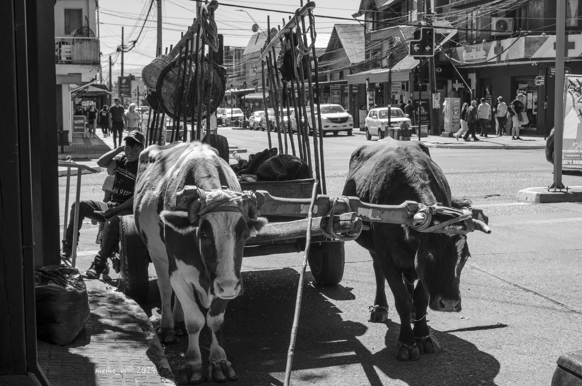 Ni tan #urbanos … ni tan #rurales, la #ciudad acoge los #cochayuyos de #Tirua . #Villarrica (#Photography 2024)