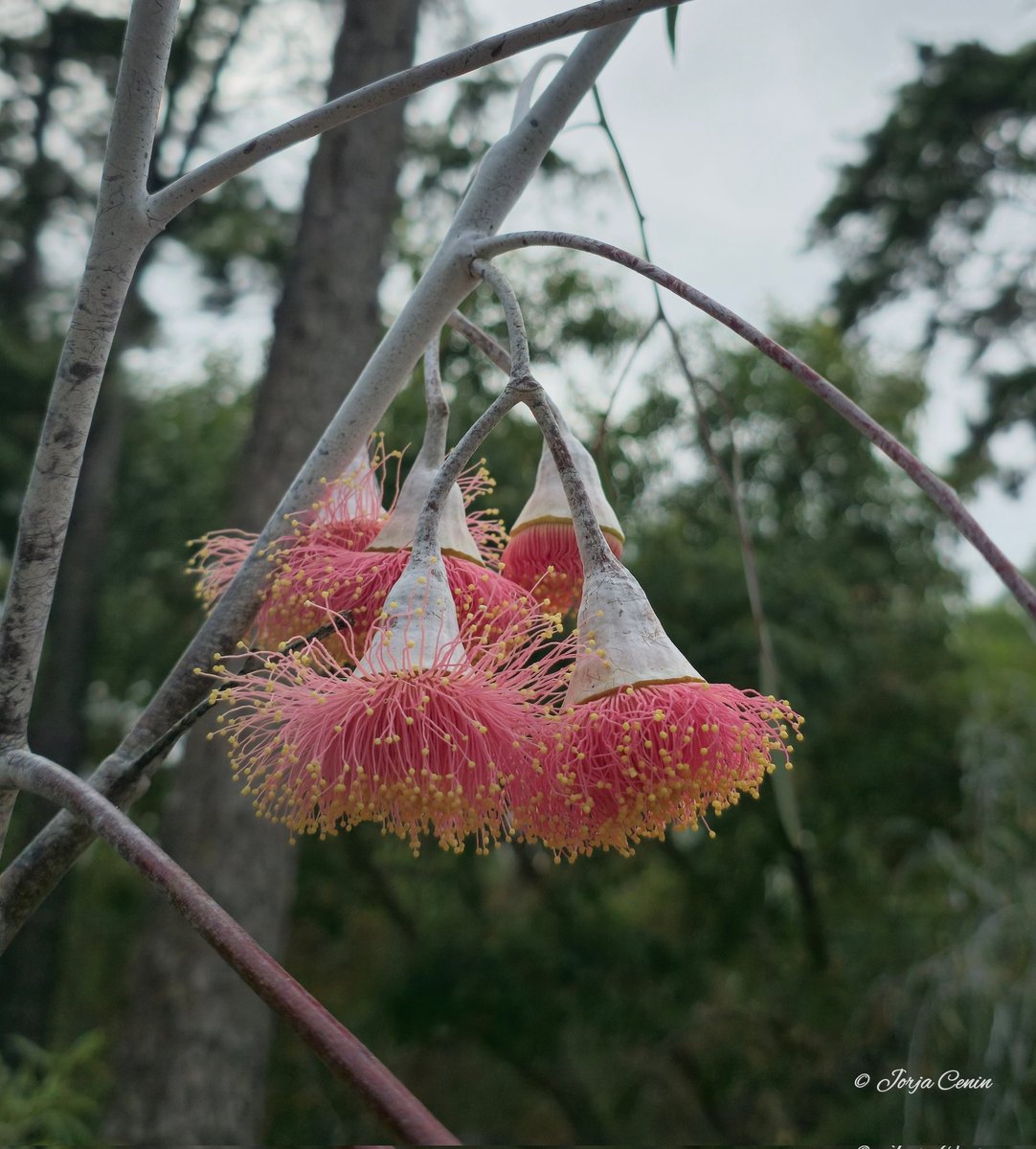 Eucalyptus caesia - silver princess 🩷 #wildflowerhour #eucbeaut #flowers #beautiful
