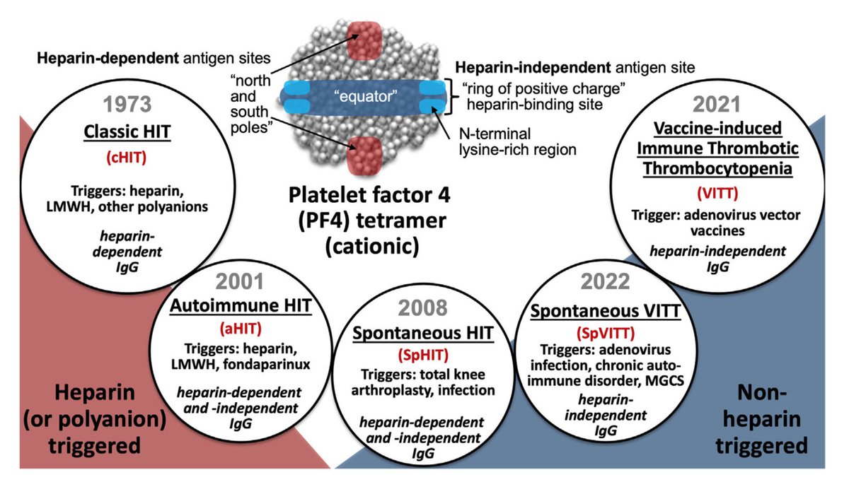 Fascinating article by Ted Warkentin describing his 35 year career as a clinical and laboratory hematologist and how he was able to make major contributions in so many areas of hemostasis and thrombosis. tinyurl.com/yc6esp4v