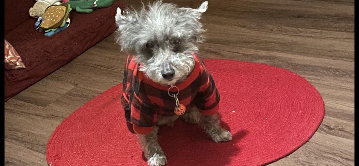 GMGIRL63's tweet image. Hello it me Mr. Mullunigan. Valentines Day was my Gottcha Day &amp;amp; I found my furever home. Wuv my family. My friend Ranger is in the photo with me. ❤️#AdoptDontShop #DogsOfX  #Schnoodle