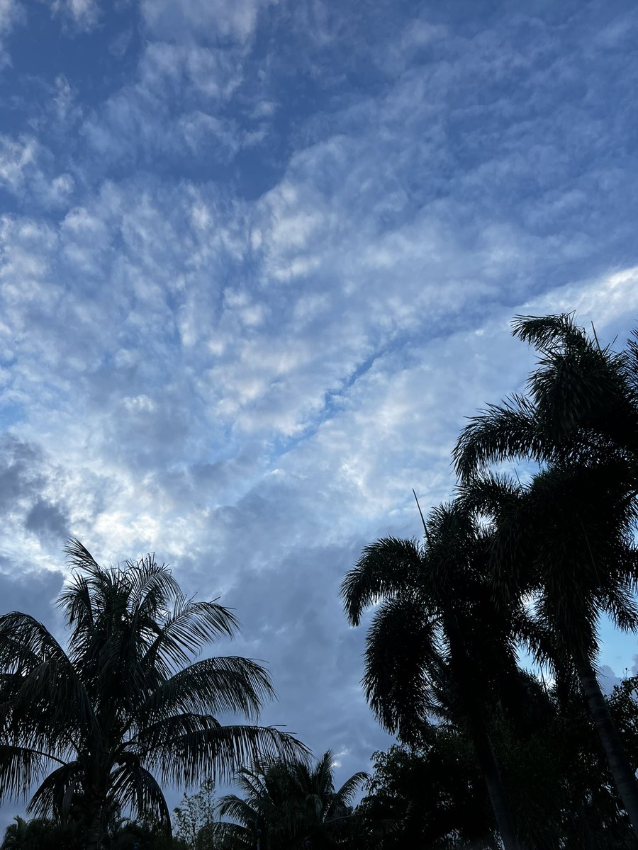 #endofday #therightway #outside #backyard #lookingup #sky #clouds #palmtrees #paradisefound #florida #myhappyplace #outdoors #escapetoreality #quiet #calm #peaceful