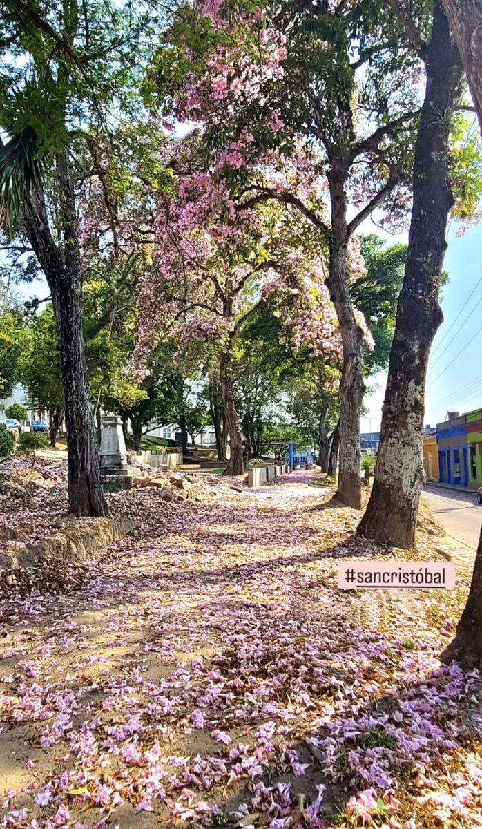 ClariEscobar's tweet photo. Que bella es mi Ciudad en esta época del año… #SanCristóbal https://t.co/7SEzsXWLcI