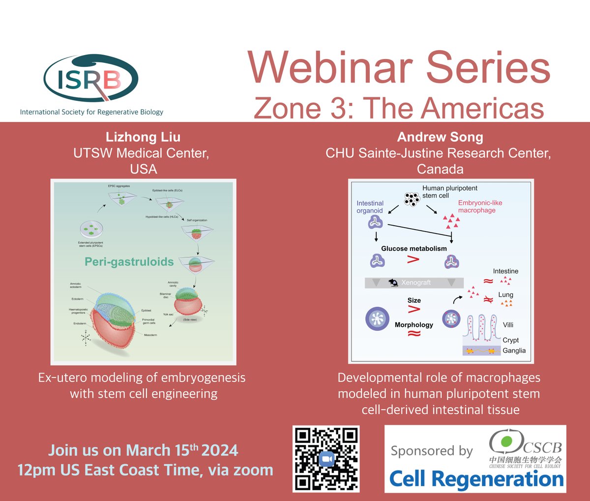 ISRB Webinar Zone 3, March 15th, 12pm US East Coast Time, featuring @LLizhong and @Andrew_T_Song on 'Organoids and iPSCs in Regeneration'. Find all details at: …onalsocietyforregenerativebiology.org/event-5641532. @leo_jw @GregAndelfinger @UTSWNews @CR_CHUSJ #Organoids #iPSCs