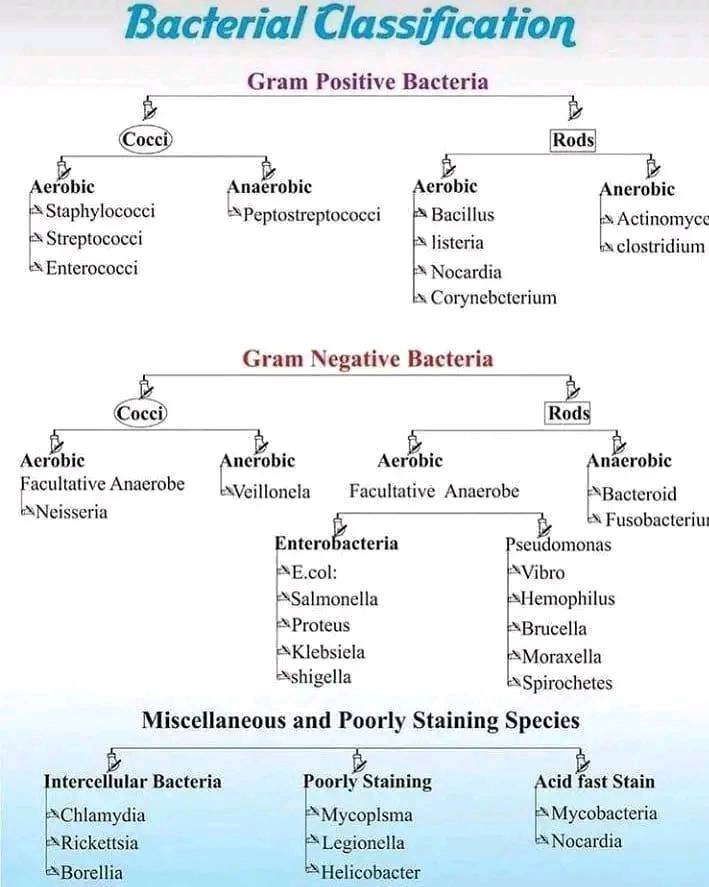 ResusMed's tweet photo. Bacterial Classification https://t.co/BMWSZqVhYv