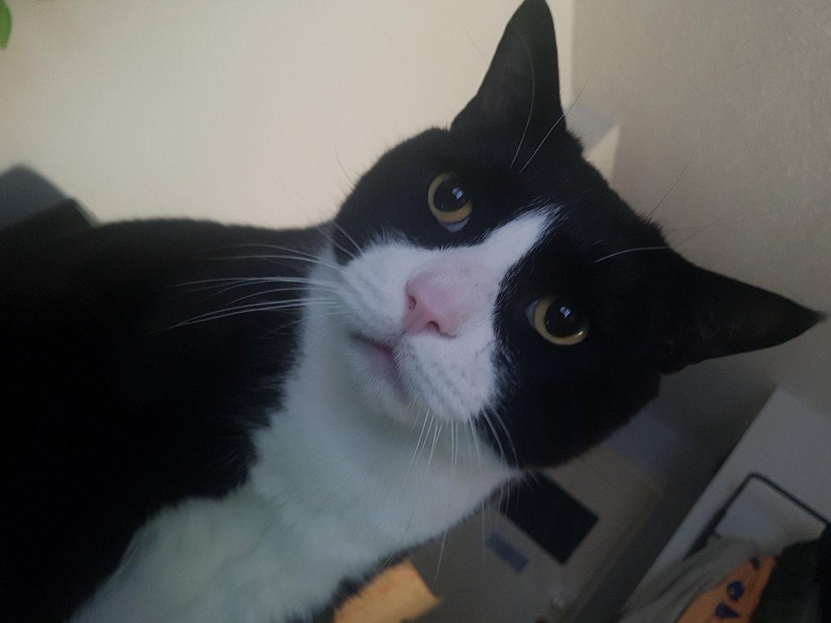 weedlings73's tweet photo. Here's my big boy... Gawd I love his face. 🤗🐱💙
MAY I SEE YOUR ANIMALS PLEASE!!! #CatsOnTwitter #cats #animals #animalsontwitter #cute #LOVE #fypシviral #Everyone #StonerFam https://t.co/nDBuiAUfEf