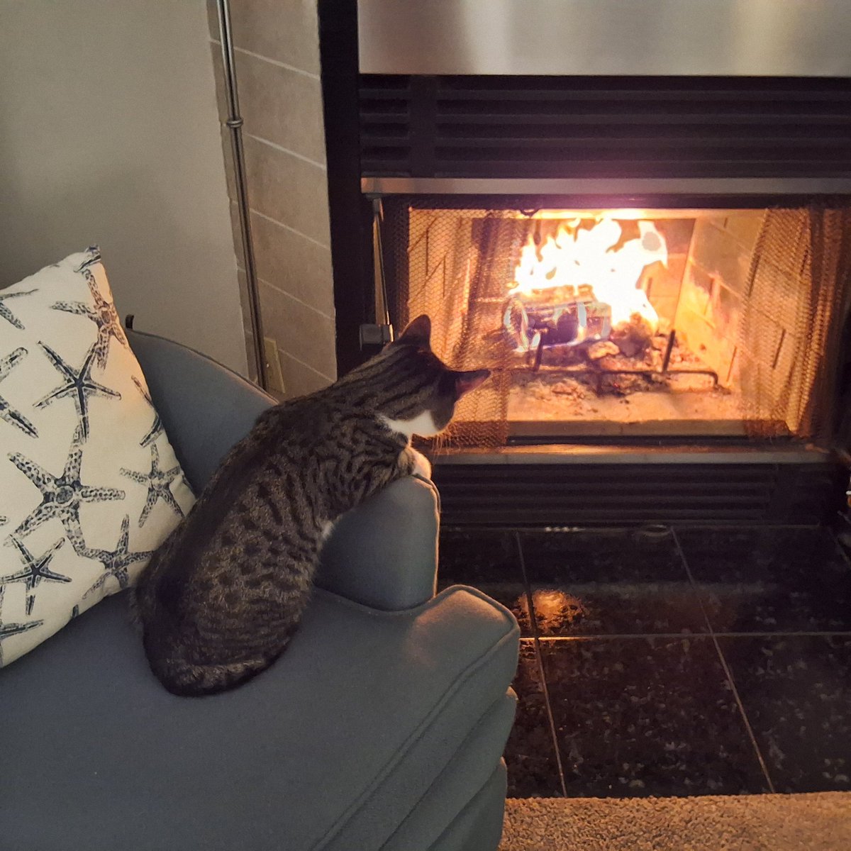 Sylvie Bourque tweet media