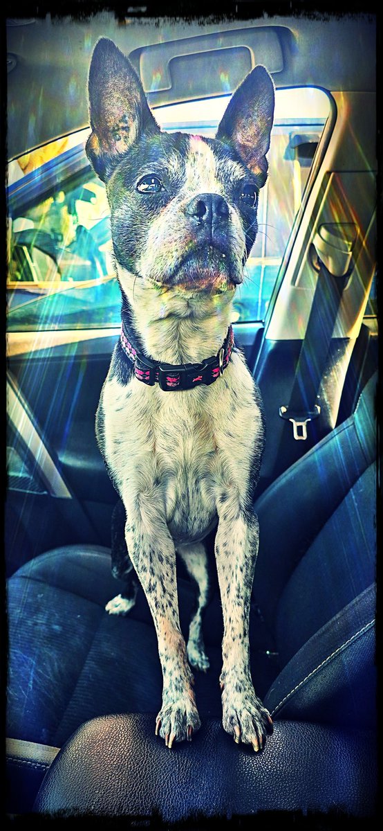 CherryBomb_73's tweet photo. Show me your Small Breed Dogs...
Under 20lbs Plz!!!
#bostonterrier
#smallbreed https://t.co/F8TfAr1y3P