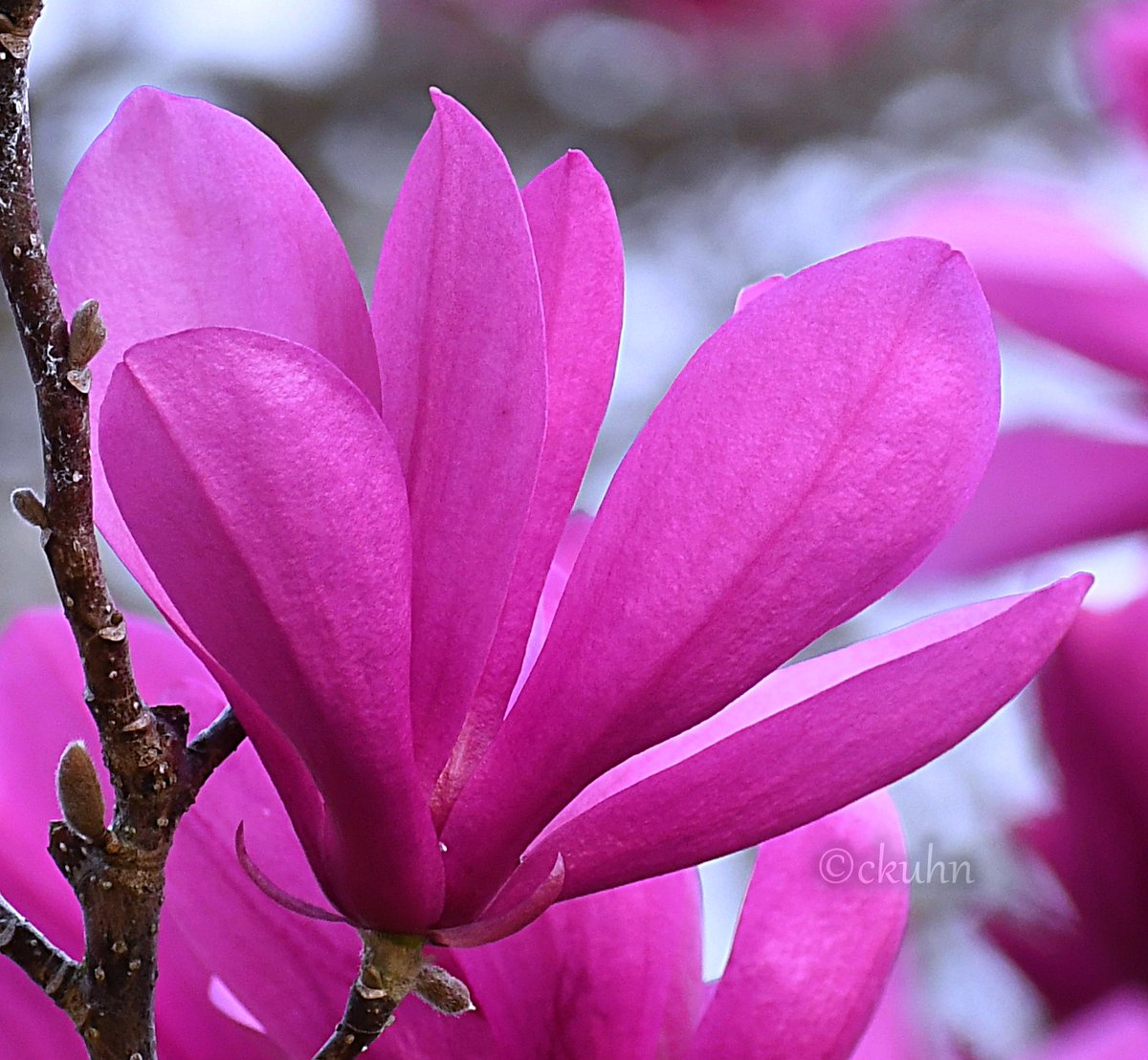 Our neighbor's tulip tree is blooming. 🌸🫒#MacroMonday #MagentaMonday #Magnolia #FlowerPhotography #Flowers #SpringIsInTheAir