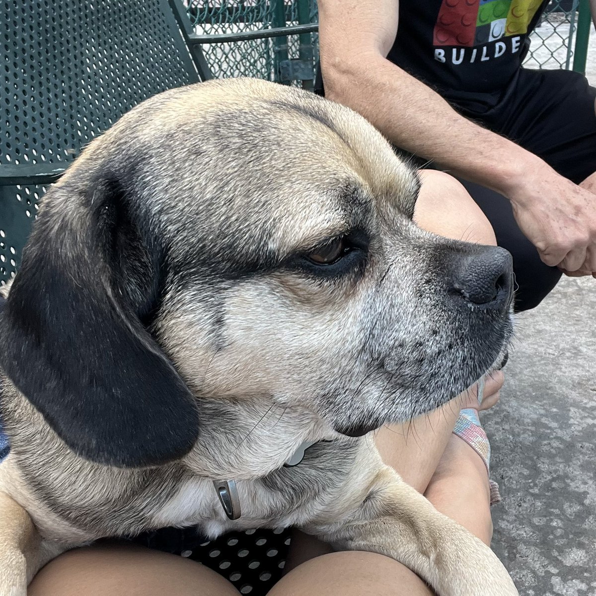 Staycation means the boys get 2 hours at the dog park. #pugglebrothers #thepuggleisreal #miamibeachpuggles #internlife
