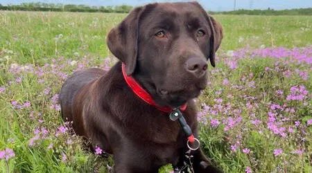 🚨 EXCL: Arsenal have received an offer  from Chelsea for 2yo talent 'Win'. The canine is adored by Hansjorg Wyss and Mauricio Pochettino, who deems him to be the perfect backup for Ben Chilwell. @TheAthleticUK #AFC #CFC