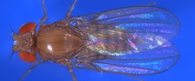 NIH_ORIP's tweet image. 🤩 Access more than 76,000 diverse 𝘋𝘳𝘰𝘴𝘰𝘱𝘩𝘪𝘭𝘢 𝘮𝘦𝘭𝘢𝘯𝘰𝘨𝘢𝘴𝘵𝘦𝘳 strains for your research at @flystocks, from gene modification to disease modeling.   #ORIPResourceOfTheMonth (ORIP support through P40OD018537) @IndianaUniv

orip.nih.gov/division-compa…