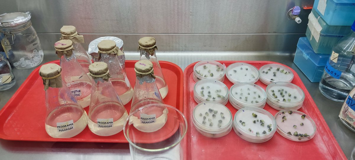 Frearmag3's tweet image. La I+D en banano requiere paciencia y perseverancia. Hace + 1 año empezamos proyecto de mutagénesis para combatir FocR4T, hoy nuestras primeras plantas mutantes están listas para ser evaluadas.  Salvando el banano con biotecnología @cibe_espol @espol @aebeecuador @AgriculturaEc