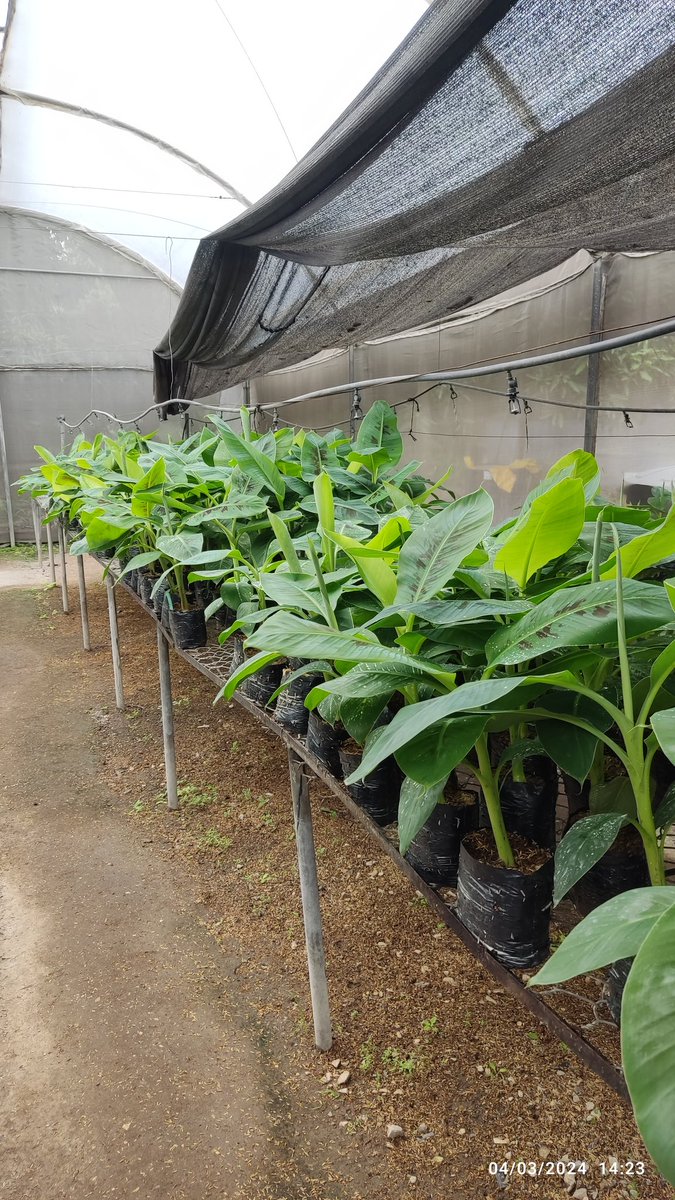 Frearmag3's tweet image. La I+D en banano requiere paciencia y perseverancia. Hace + 1 año empezamos proyecto de mutagénesis para combatir FocR4T, hoy nuestras primeras plantas mutantes están listas para ser evaluadas.  Salvando el banano con biotecnología @cibe_espol @espol @aebeecuador @AgriculturaEc