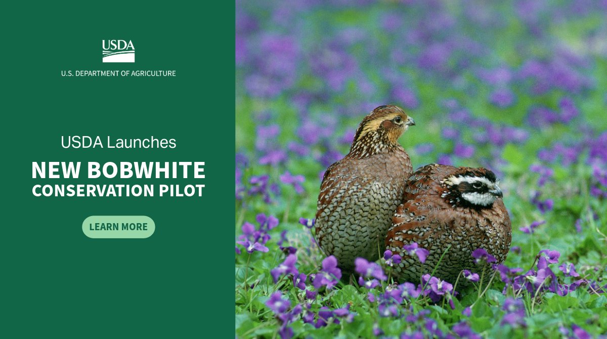 NRCS Northern Bobwhite Conservation Pilot offers new opportunities to producers looking to manage their working lands for wildlife habitat while improving their natural resource &amp; production goals: bit.ly/4a1aBCn