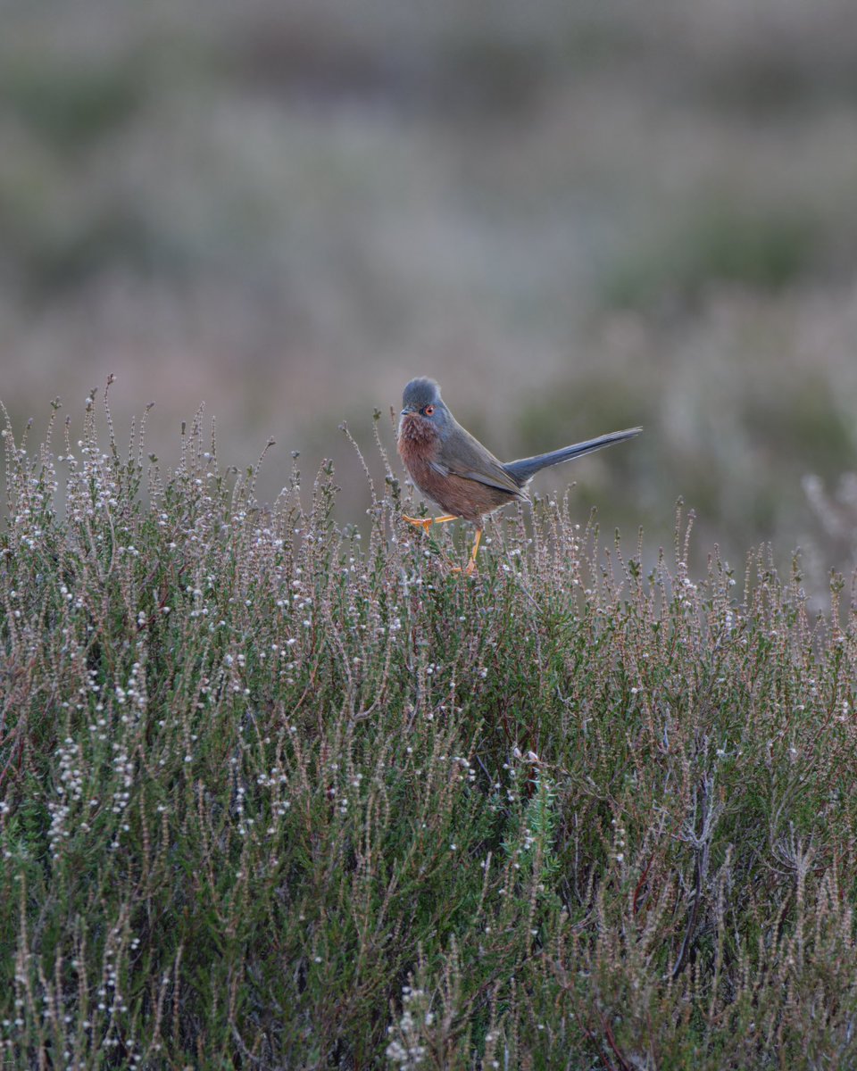 A trip down RSPB Arne yesterday hoping to see the Dartford Warblers.  Photo opportunities were limited to this one male but it’s such a glorious place to visit, particularly when there’s a bit of sun. #rspbarne