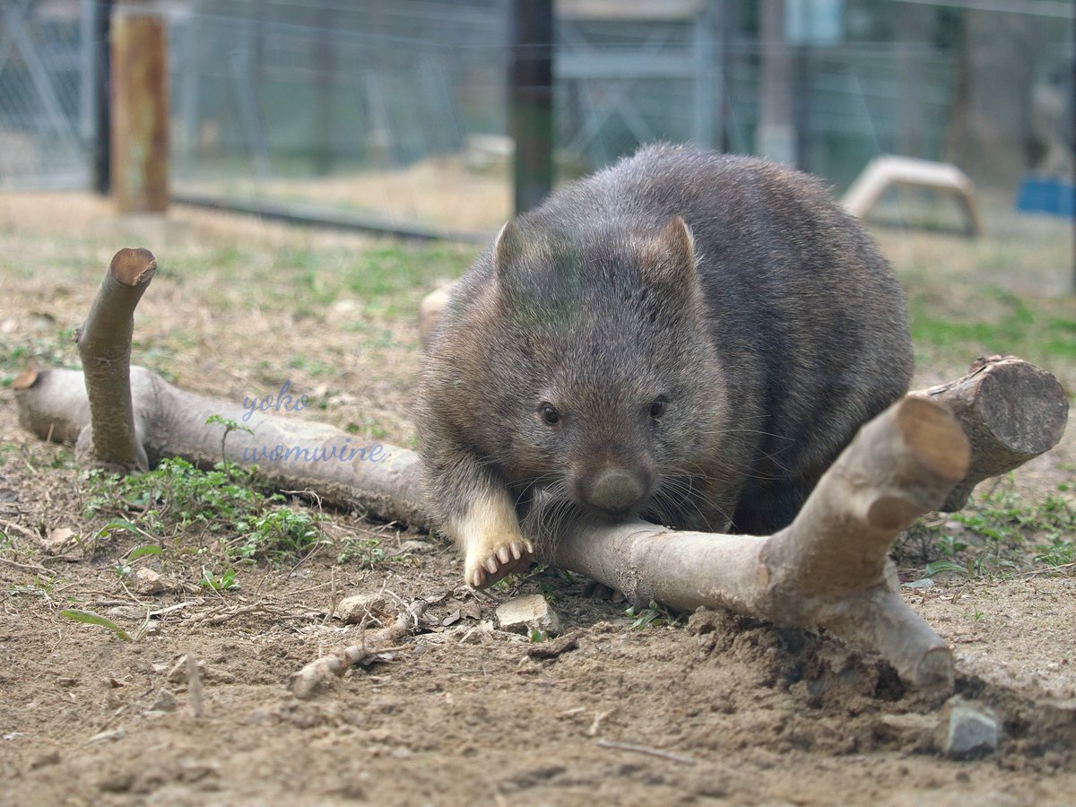 ワインさんのお庭で
ユキちゃん朝の運動

今日は1日雨だね…

2024.3.4

#五月山動物園 　#池田市　#ウォンバット　#ユキ　#ユキちゃん　#yuki　#wombat　#wombatlove　 #satsukiyamazoo