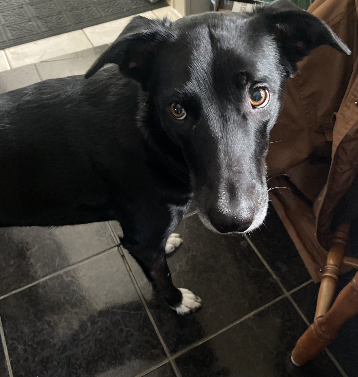 I made chocolate chunk cookies. I think my girl Squirt would love a little
taste 🍪 #bordercollie #dogs #cookies