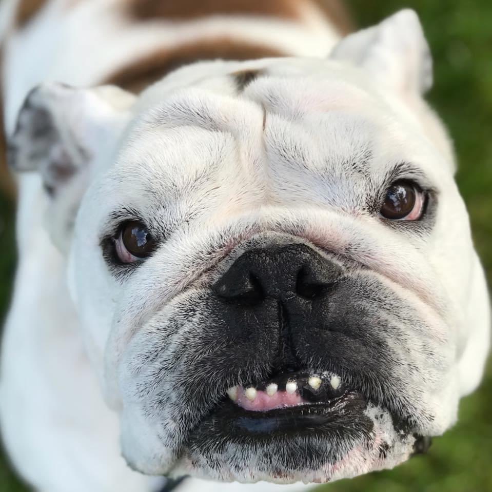 DrakeUGriff's tweet image. Dear friends, I have some sad news to share with you. I’m going to need some extra hugs from you in the coming days. 

I said goodbye to my very best friend, the OG, today. We held him as he died, falling asleep to the words “I love you,” “I’m so proud of you,” and