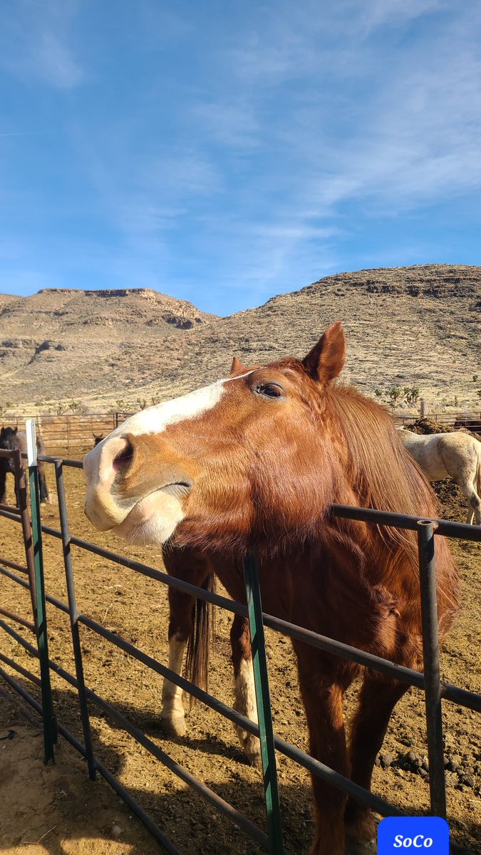 LisaW1212's tweet photo. "Get my best side" SoCo, a few handsome friends at CowboyTrailRides . Survived the winds just fine. #Mojave #WestVegas #mule #Mustang #horse https://t.co/RzpkTmSPPf
