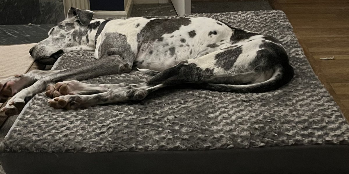 Ubercapper's tweet image. At first I thought “Geez, $60 for just a new bed cover” is steep, especially since the bed and original cover (now worn out) cost that much. 

Now seeing how much he loves it, being he’s been sound asleep for three hours, it was worth it. #GreatDaneProblems