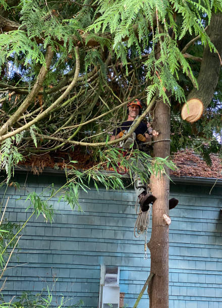 CareStephenson's tweet image. Construction projects can have a big impact on your trees. Our tree preservation planning and pre-construction root enhancement services can help minimize damage. #constructionprotection #treepreservation
